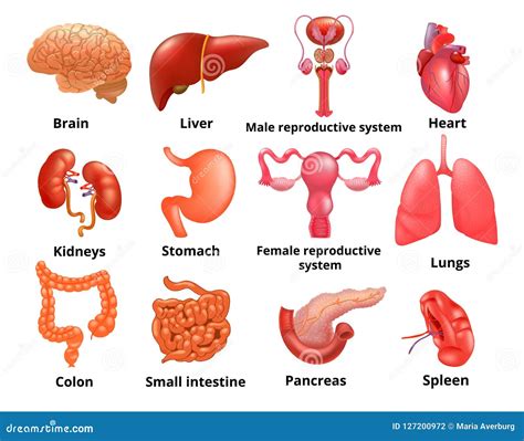 Vector Internal Organs Icon Set Stock Vector Illustration Of Detail