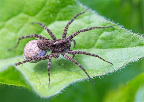 How To Identify And Remove Spider Eggs In Plant Soil