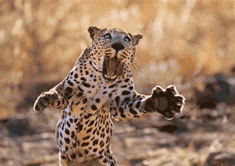 Leopard Running 