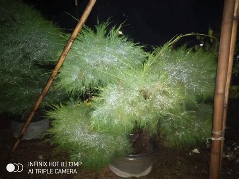 Infinix Hot Review Daya Tahan Baterai Andal Performa Standar Laptophia