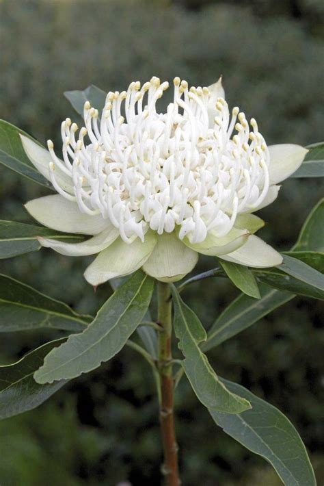 Perhaps One Of The Most Spectacular Of All Australian Native Flowering Plants Is The Flor