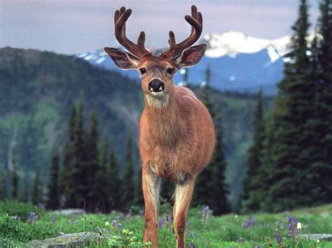 Deer Pictures Wildlife Animals Picture Pool