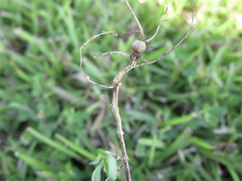 Lespedeza Control In Maintained Turfgrass Mississippi State University Extension Service