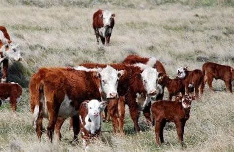 Declaran La Emergencia Agropecuaria En Mendoza Por La Sequ A De Verano