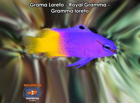 Grama Loreto Royal Gramma Gramma Loreto Acuario Monterrey