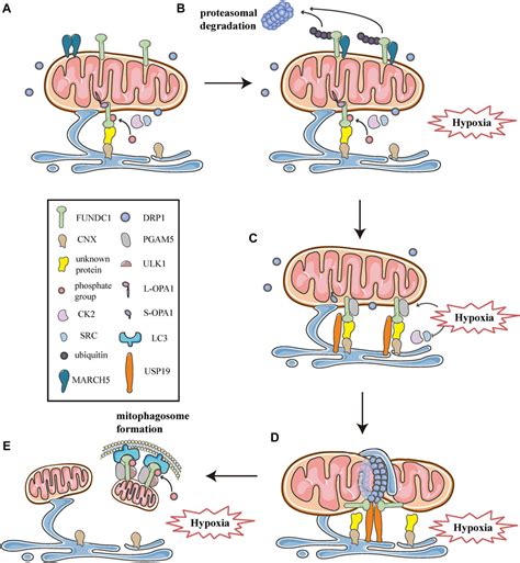 Frontiers Mitochondrial Dynamics Mitophagy And Mitochondria Endoplasmic Reticulum Contact