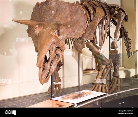 Triceratops Dinosaurio F Sil En El Museo Fotograf A De Stock Alamy