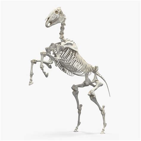 Rearing horse skeleton 3D model - TurboSquid 1341394