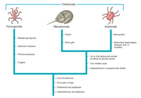 Arthropoda Flashcards Quizlet