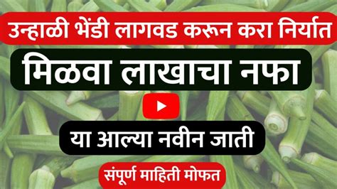 Cultivation Of Okra उन्हाळी भेंडी लागवड करून करा निर्यात मिळवा लाखाचा नफा या आल्या नवीन जाती