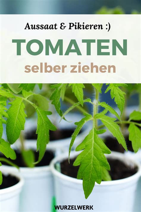 Kr Ftige Tomaten Selber Ziehen Und Pikieren Tomaten Pflanzen Tomaten