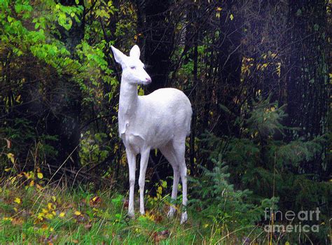 Wisconsin Albino Deer Photograph By Robert Kleppin Fine Art America