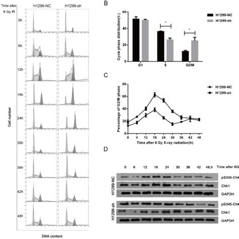 Ssbp Knockdown Prolonged Ir Induced G M Phase Arrest By Activating