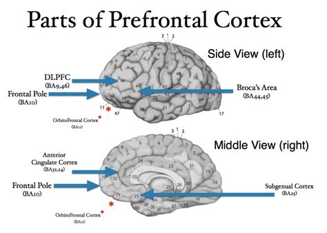 Frontal Lobe — American Brain Stimulation Clinic