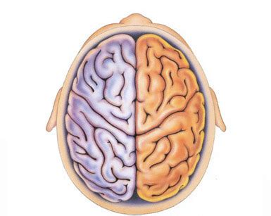 Sectional Anatomy The Brain Flashcards Quizlet