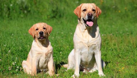 Labrador Dog Training