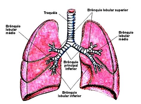 Sobre O Pulm O Tipos De Respira O Biologia