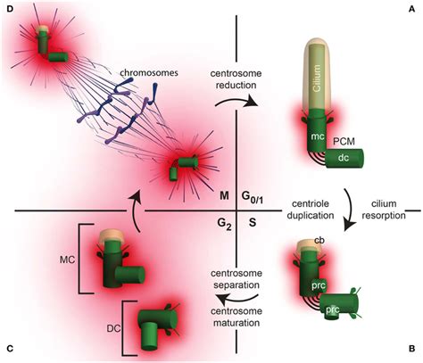 The Centrosome Changes Throughout The Cell Cycle A A Daughter Cell