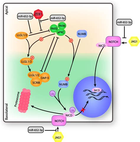 Regulation Of Cell Polarity And Notch Signalling By MiR 652 3p