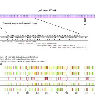 Schematic Diagrams Of A Rpob Gene Codons Showing Rifampicin