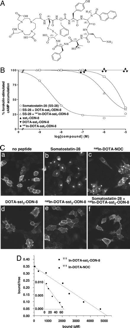 In vitro characteristics of somatostatin analogs. ( A ) Structure of... | Download Scientific ...