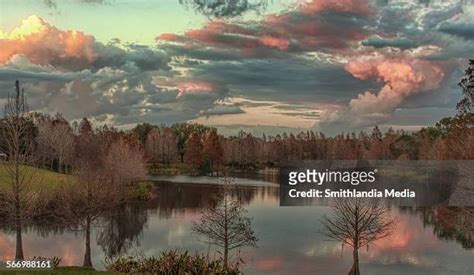 609 Florida Cypress Swamp Stock Photos High Res Pictures And Images