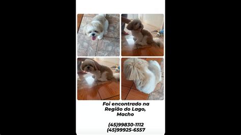 Cachorro Encontrado No Bairro Nova York Cgn O Maior Portal De