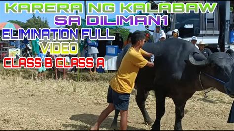 KARERA NG KALABAW SA DILIMAN1 SAN RAFAEL BULACAN BAKBAKAN SA