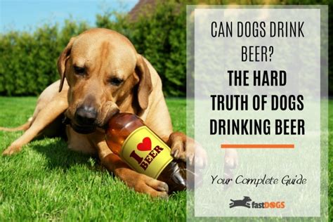 Can Dogs Drink Beer The Hard Truth Of Dogs Drinking Beer