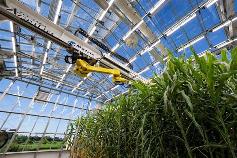 Texas Aandm Agrilife Debuts Automated Precision Phenotyping Greenhouse