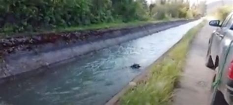 Este perro pudo salvarse gracias a la aparición de un héroe con una