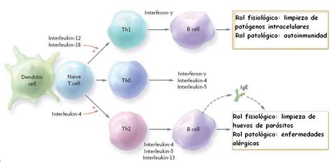 Linfocitos T Qu Son Funci N Activaci N Maduraci N Y Mucho M S