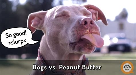 Doggie Bliss: Eating Peanut Butter in Slo-mo - Pup Fans