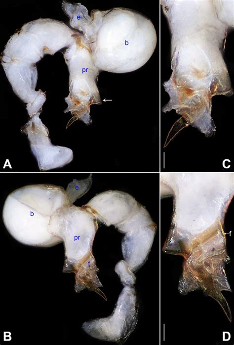 Belisana Xigaze Sp Nov Holotype Male A B Pedipalp A Prolateral