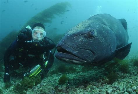 Giant Black Sea Bass