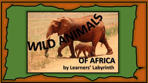 Science Ks1 Habitats Wild Animals Of Africa Teaching Resources