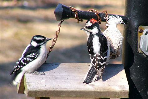 Female And Male Downy Woodpecker