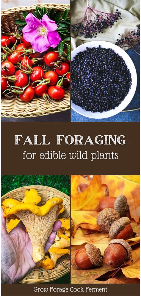 What To Forage In Fall 30 Edible And Medicinal Plants And Mushrooms