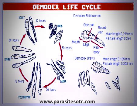 Demodex mites | Parasites treatment - ParasitesOTC