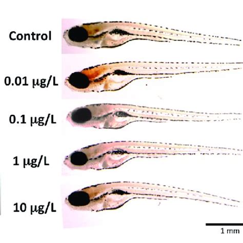 Representative zebrafish larvae (8dpf) following developmental exposure ...