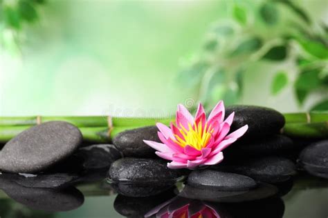 Beautiful Zen Garden with Lotus Flower and Pond on Green Background Stock Photo - Image of ...