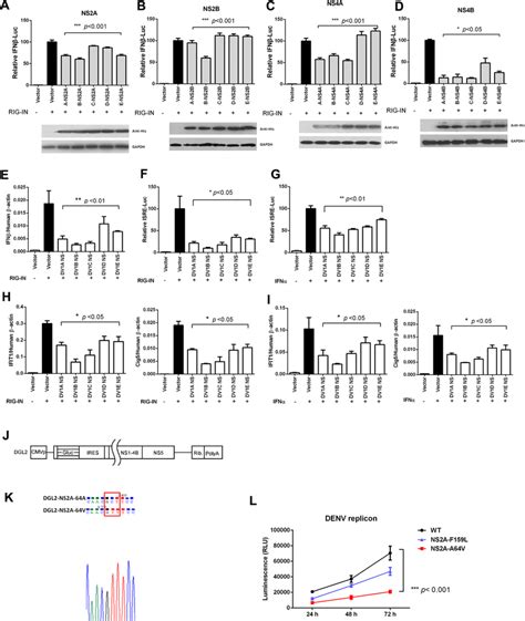 Antagonizing Of IFN Signaling By NS Proteins From Five DENV1 Strains