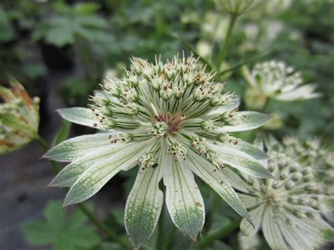 Astrantia Major Andlarge Whiteand Masterwort Andlarge Whiteand Herbaceous