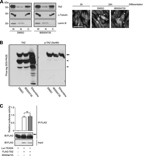 Characterization Of A Novel Compound That Promotes Myogenesis Via Akt