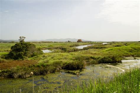 Della Pescaia Grosseto Reserva Natural De Italia Toscana Maremma