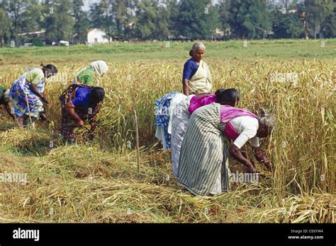 Indian Women Harvesting Rice Tamil Nadu India Asia Stock Photo