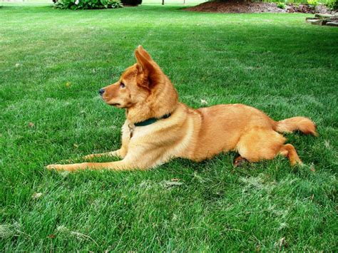 Finnish Spitz Breed Guide - Learn about the Finnish Spitz.