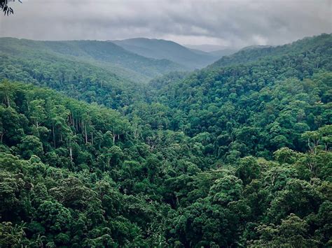 The Walking Trees Of Ecuador | Geography Scout