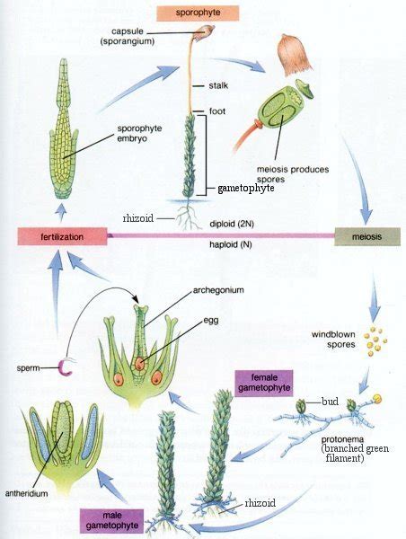 Life Cycle Of A Venus Fly Trap Diagram