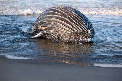 Beached whale found on Sunset State Beach near Watsonville – Monterey Herald